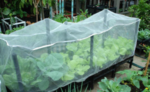 100% HDPE Agricultural Anti Insect Netting